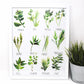 All about Herbs! Art Print- 11x14in, Food Art, Home Decor, Kitchen Decor, Simple Design